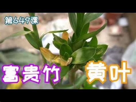 萬年青莖變黃|萬年青為什麼會變黃？3個原因+解決方法 